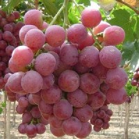 Nho đỏ có hạt Peru