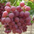 Nho đỏ có hạt Peru